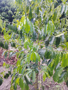 Arabica Coffee