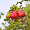 Cashew Nuts Uganda