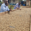 Honey processed Robusta Coffee from Uganda