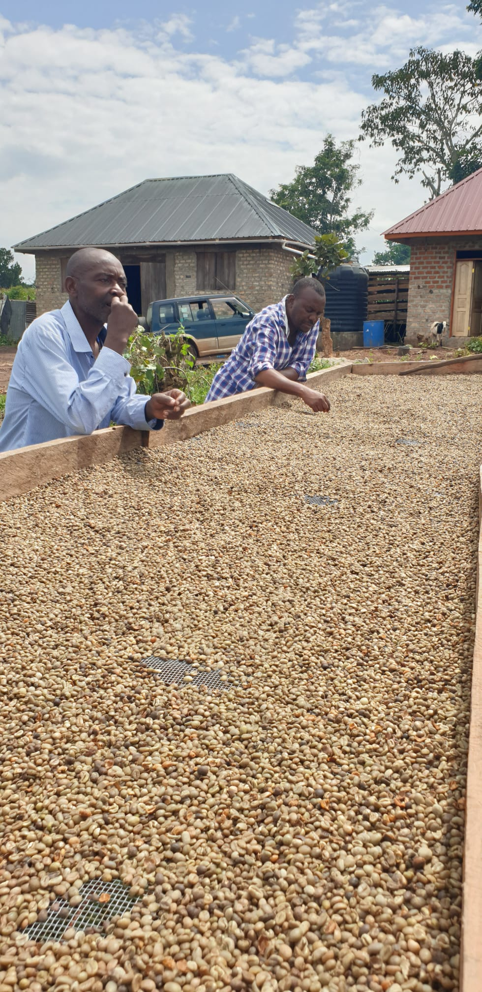 Honey processed Robusta Coffee from Uganda