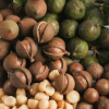 Macadamia Nuts