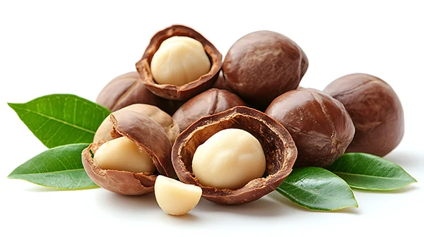 Macadamia Nuts Uganda