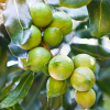 Macadamia grown in Uganda
