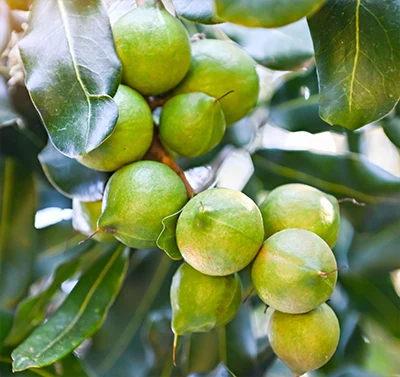 Macadamia grown in Uganda