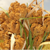 Millet