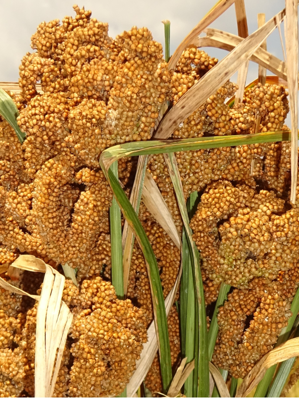 Millet