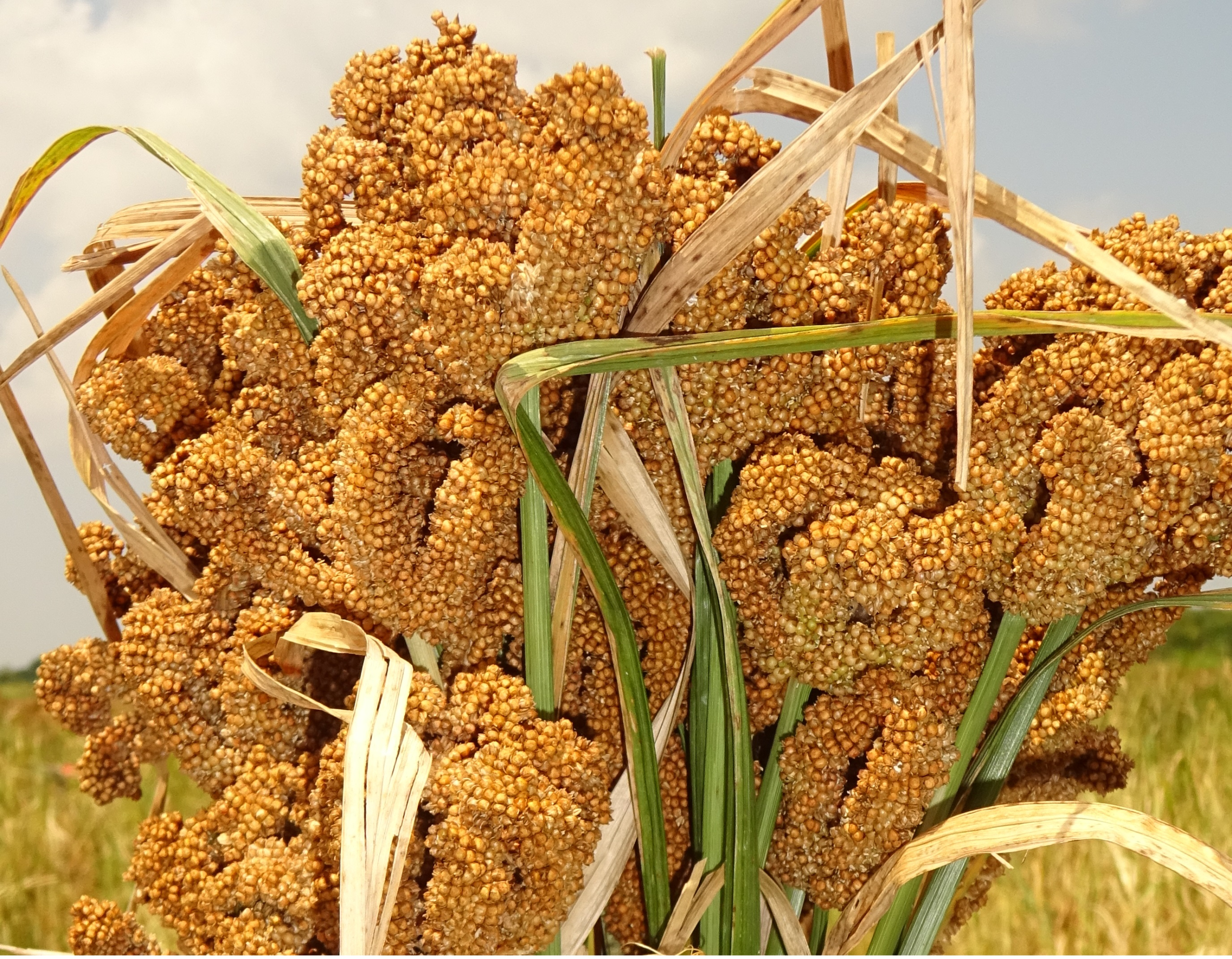 Millet