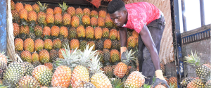 Pineapples from Ugandan farmers
