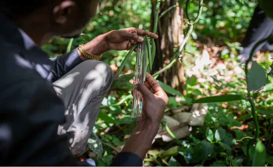 Uganda vanilla