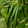 Uganda Vanilla for export