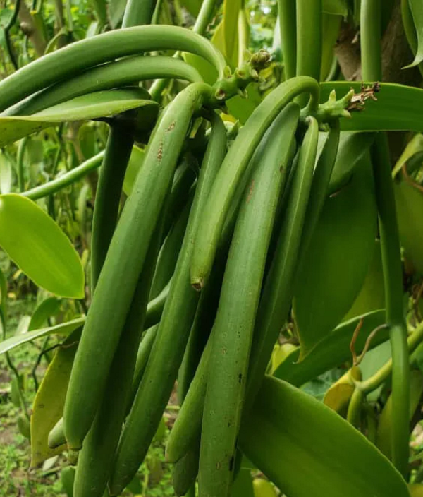 Uganda Vanilla for export