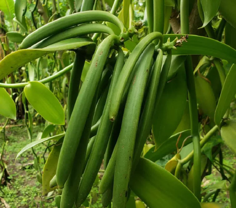 Uganda Vanilla for export