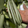Uganda vanilla