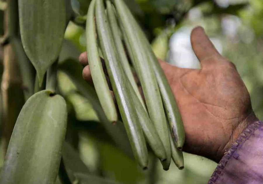 Uganda vanilla