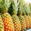fresh fruits