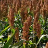 Sorghum Uganda