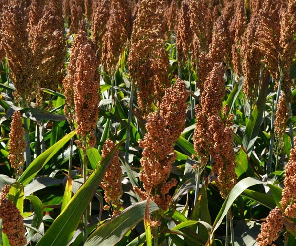 Sorghum Uganda
