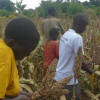 Sorghum Uganda