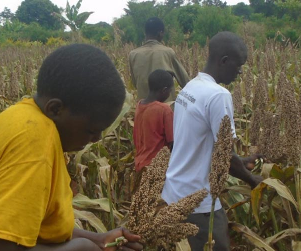 Sorghum Uganda