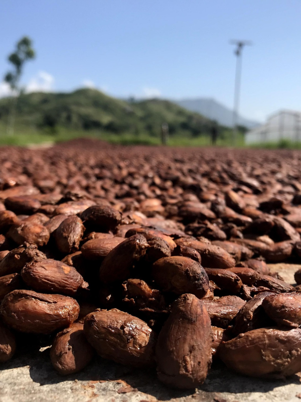 Cocoa Beans