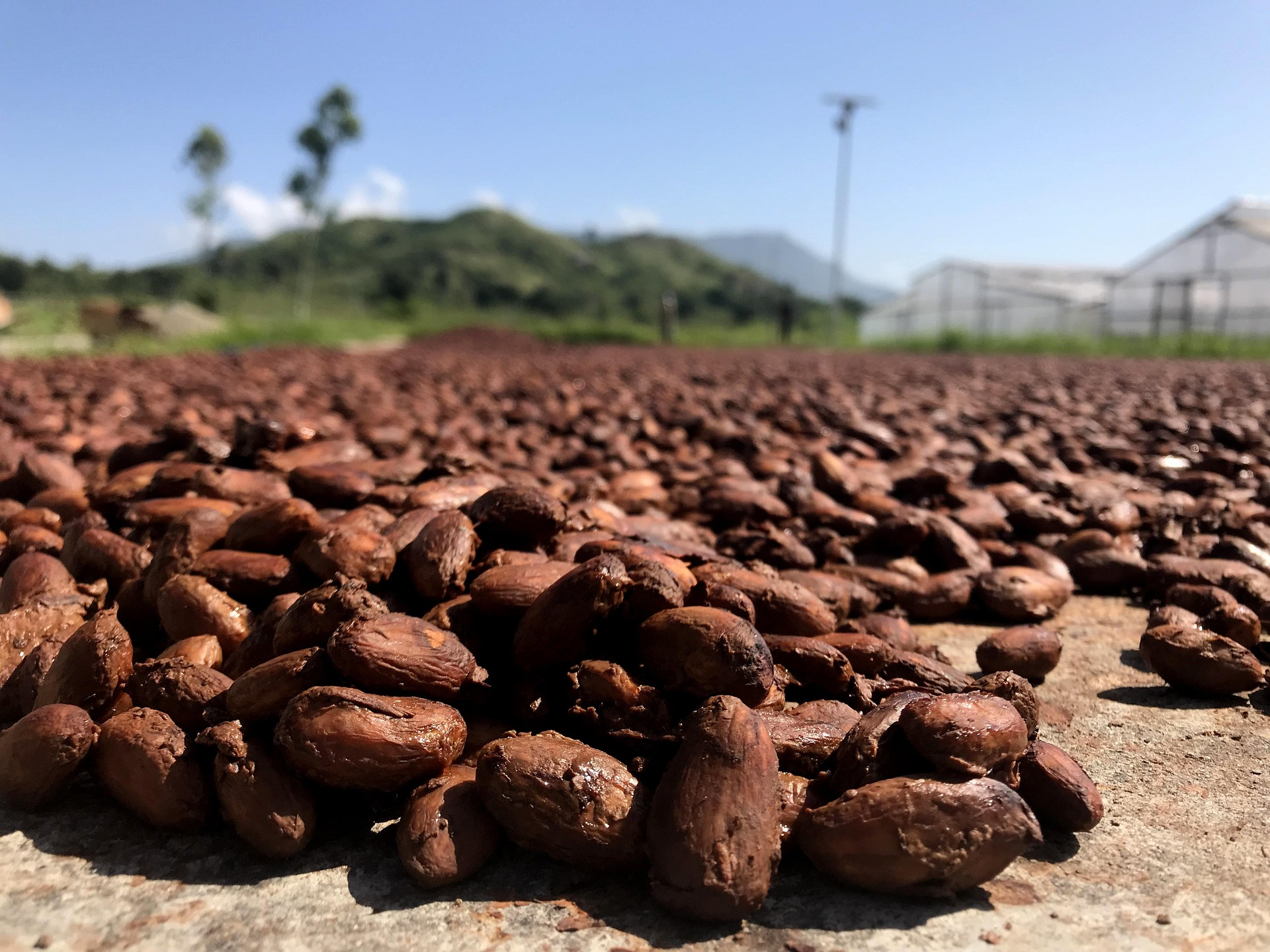 Cocoa from Uganda