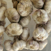 Garlic Uganda