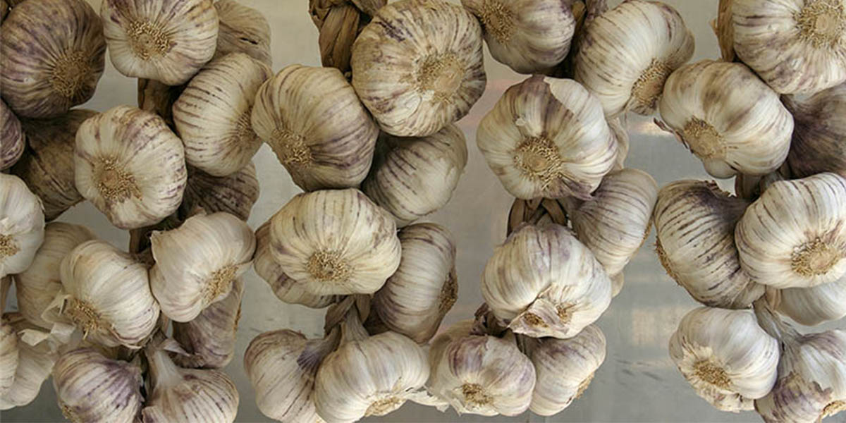 Garlic Uganda