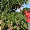 Mangoes Uganda