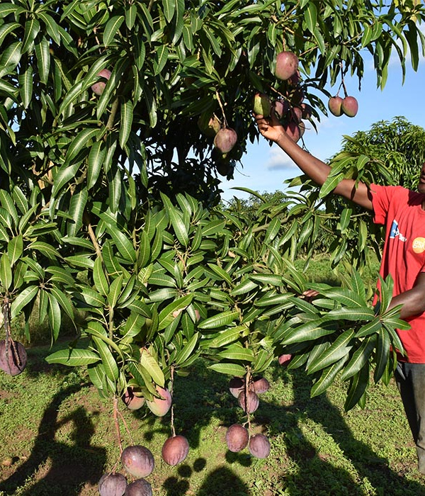 Mangoes Uganda
