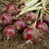 Uganda onions