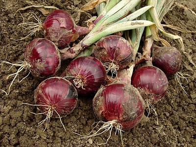 Uganda onions