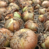 Uganda onions