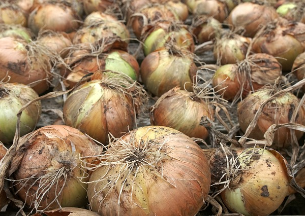 Uganda onions