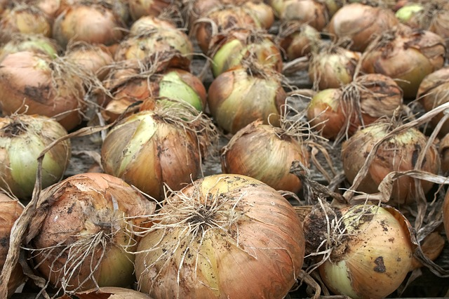 Uganda onions