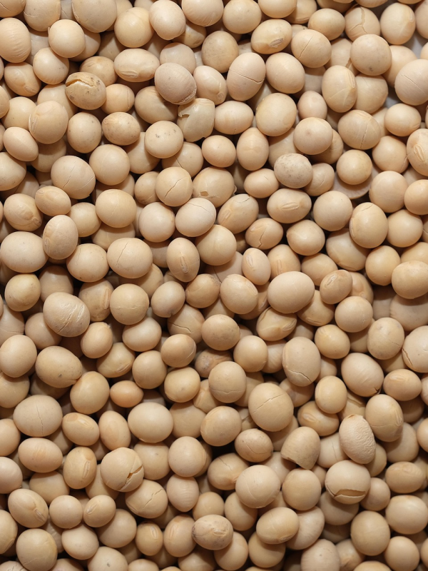 Soybeans Uganda