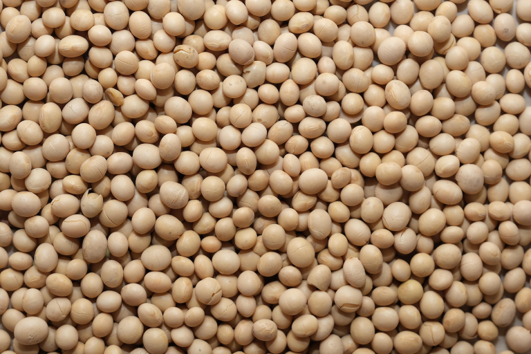 Soy Beans
