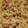 Uganda maize