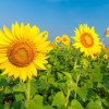 Sunflower seeds and oil from Uganda