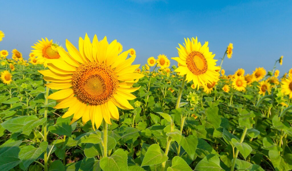 Sunflower seeds and oil from Uganda