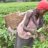 Tea leaves Uganda