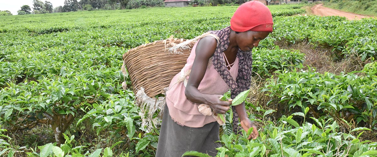 Tea leaves Uganda