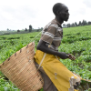 Uganda tea
