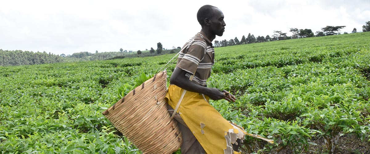 Uganda tea