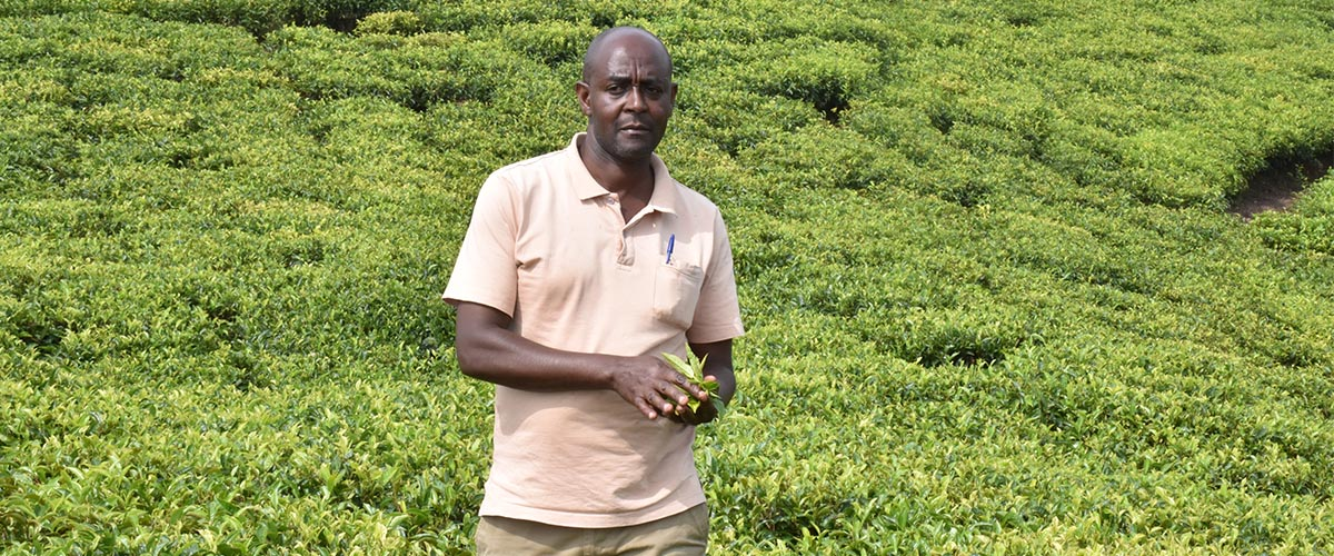 Uganda Tea Leaves