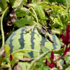 Uganda watermelons