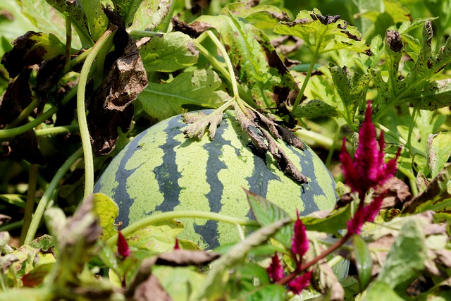 Uganda watermelons