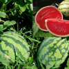 watermelons Uganda