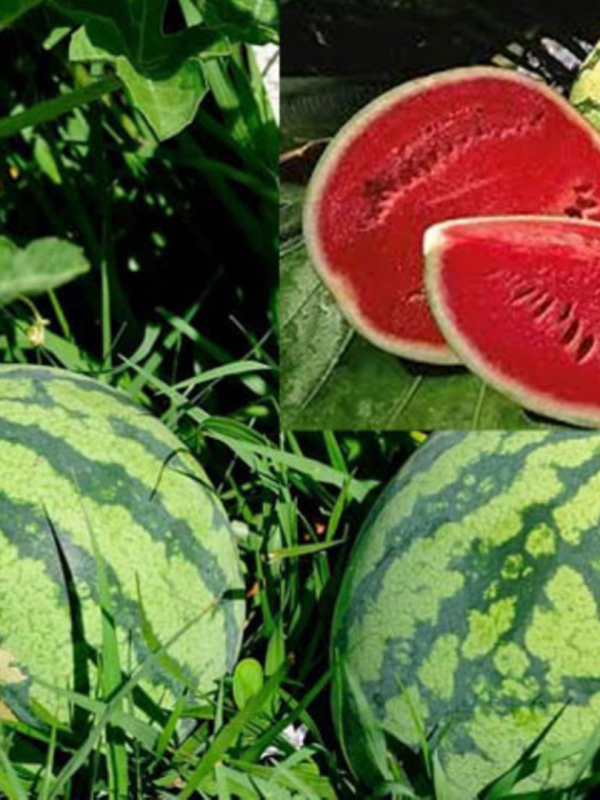 watermelons Uganda