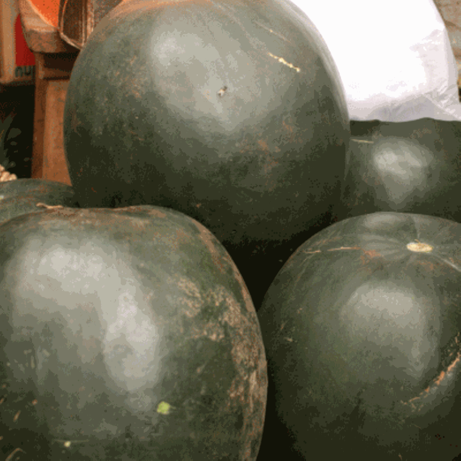 watermelons Kampala
