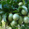 grow passion fruits in Uganda